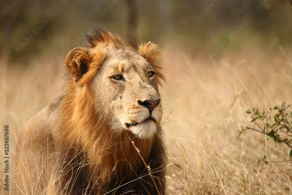 Afrikanischer Löwe / African lion / Panthera leo. Afrikanischer Löwe / African lion / Panthera leo.
