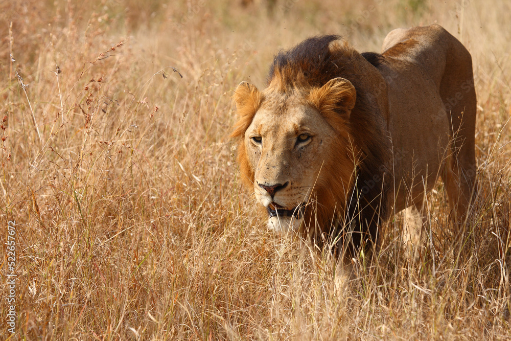 Afrikanischer Löwe / African lion / Panthera leo. Afrikanischer Löwe / African lion / Panthera leo.