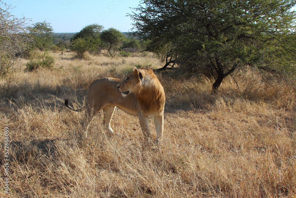 Afrikanischer Löwe / African lion / Panthera leo. Afrikanischer Löwe / African lion / Panthera leo.