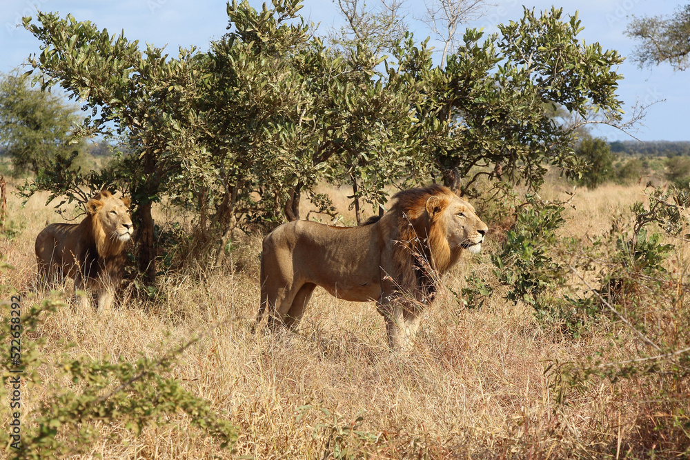 Afrikanischer Löwe / African lion / Panthera leo.