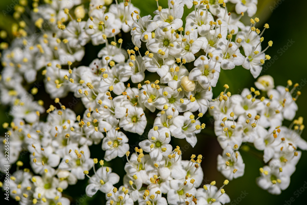 Viburnum lantana flower growing in meadow