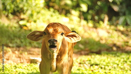 Calf on a farm in the Intag Valley, outside of Apuela, Ecuador photo