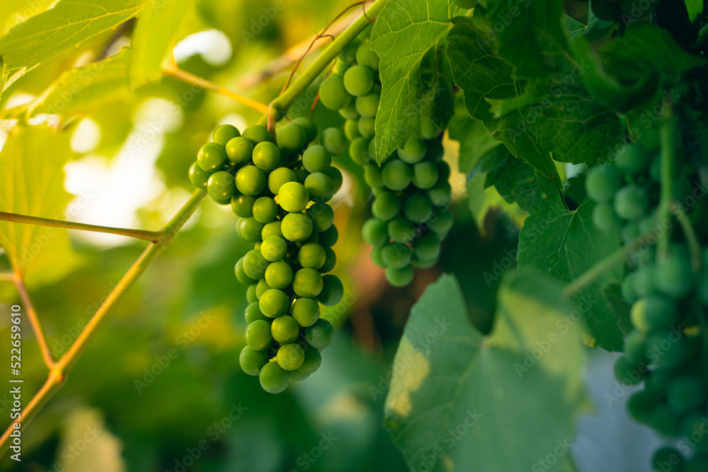 Big beautiful green grapes hanging in the vineyard close-up in the evening at sunset