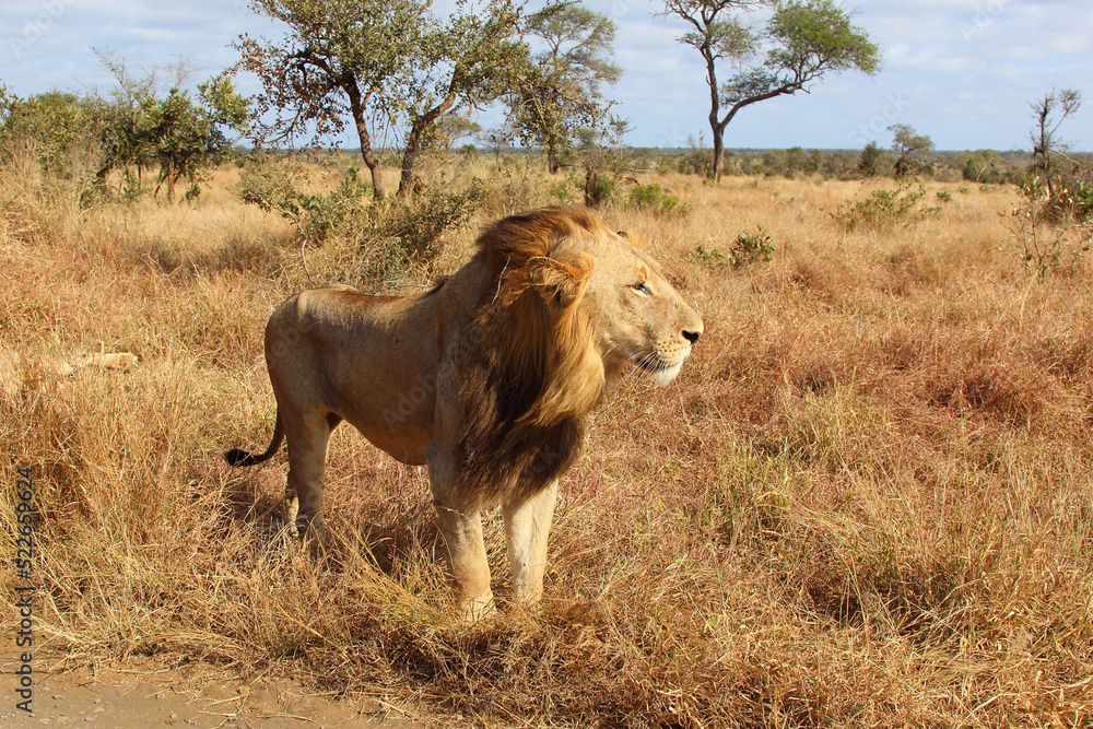 Fototapeta premium Afrikanischer Löwe / African lion / Panthera leo.