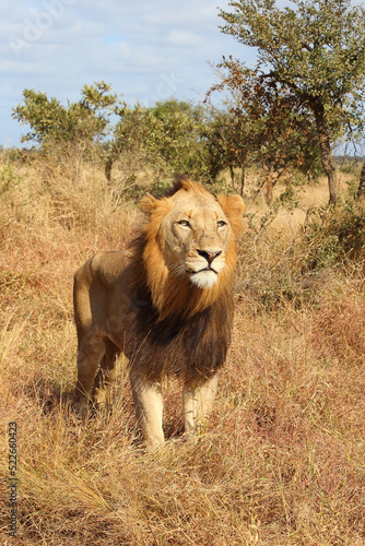 Afrikanischer L  we   African lion   Panthera leo.