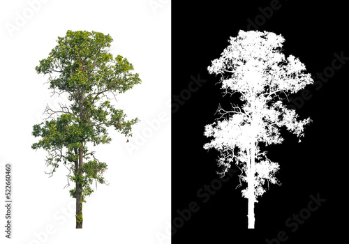 Tree on transparent picture background with clipping path, single tree with clipping path and alpha channel on black background