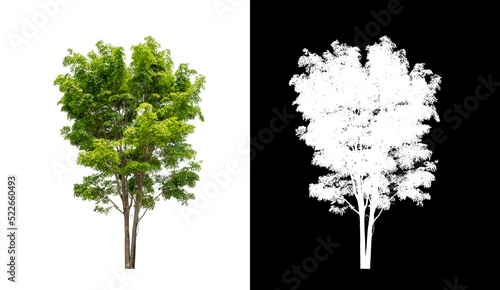 Tree on transparent picture background with clipping path, single tree with clipping path and alpha channel on black background