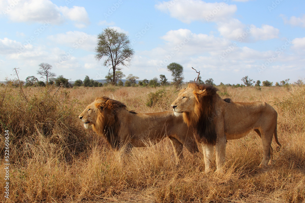 Afrikanischer Löwe / African lion / Panthera leo. Afrikanischer Löwe / African lion / Panthera leo.