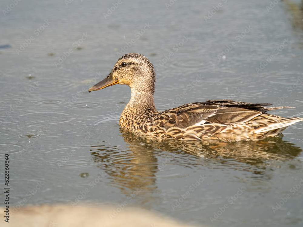 Obraz premium Mallard female Duck swims in the pond in the rain.