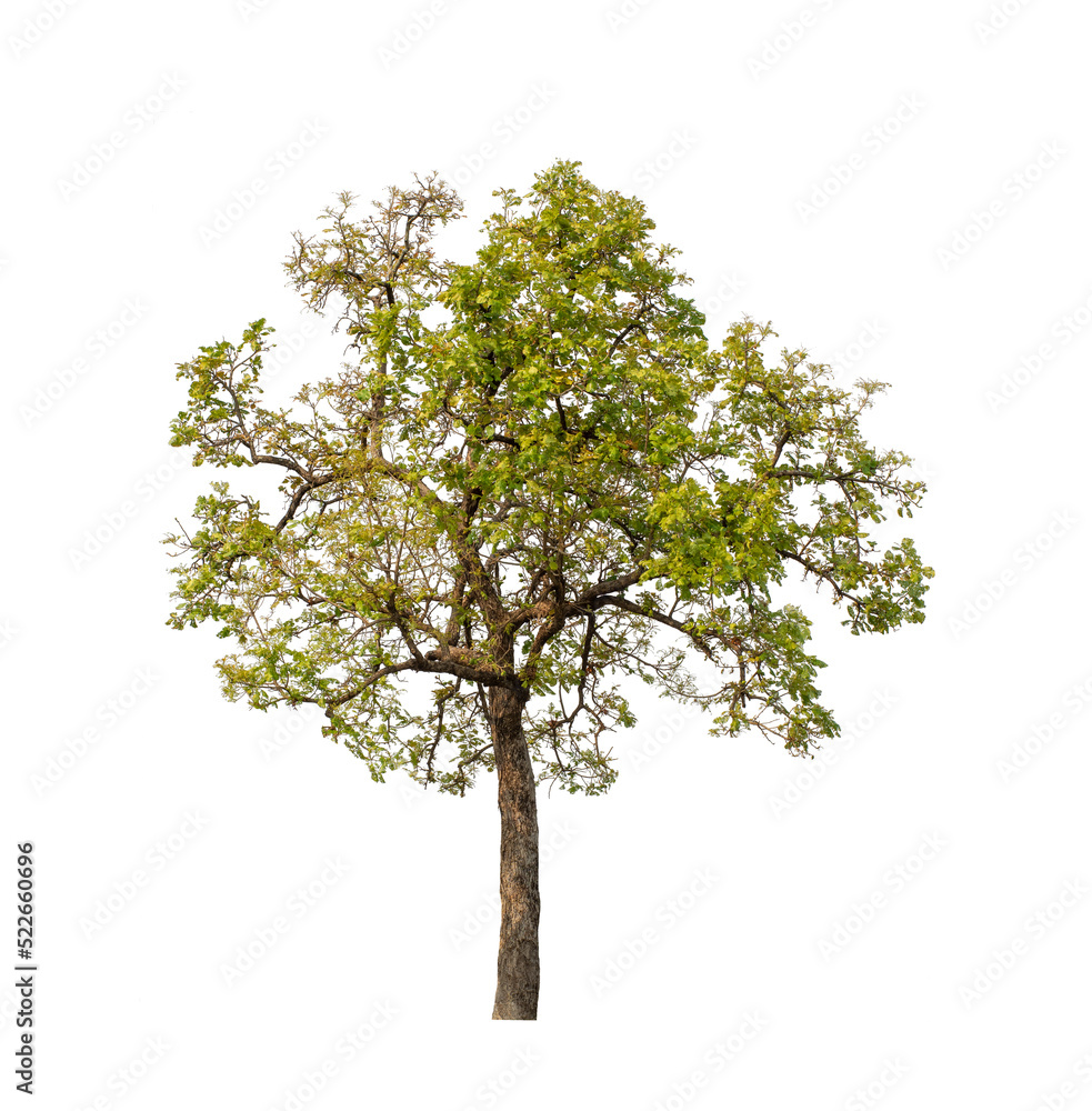 Tree that are isolated on a white background are suitable for both printing and web pages Tree that are isolated on a white background are suitable for both printing and web pages