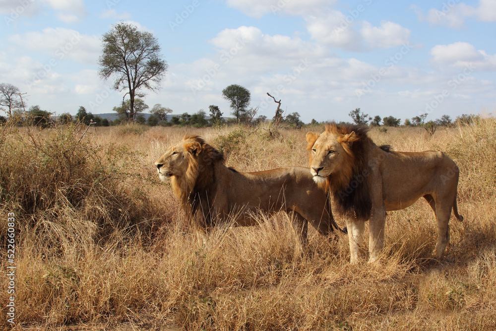 Afrikanischer Löwe / African lion / Panthera leo. Afrikanischer Löwe / African lion / Panthera leo.