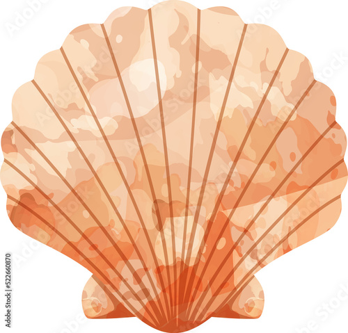 Shell Illustration