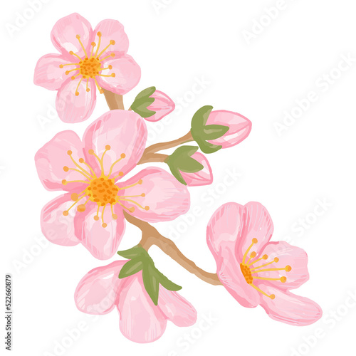 Watercolor sakura flower  Pink flora clipart.