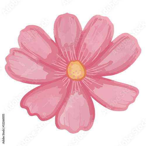 Watercolor cosmos flower, Pink flora clipart.