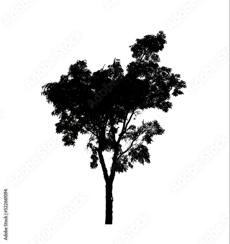 Tree silhouette for brush on white background.