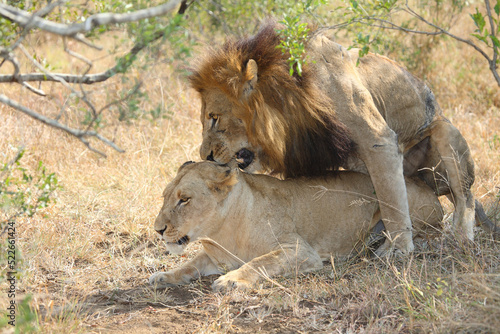 Afrikanischer L  we   African lion   Panthera leo..