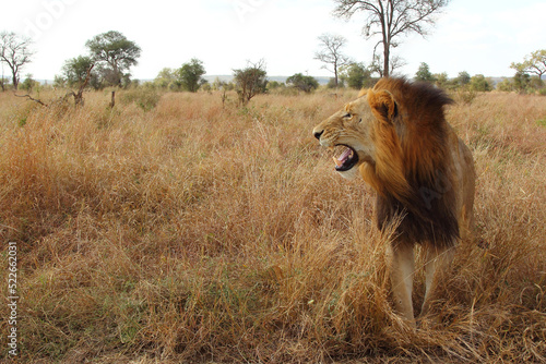 Afrikanischer L  we   African lion   Panthera leo...