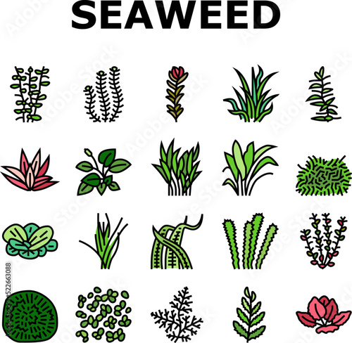 Aquatic Seaweed Natural Plant Icons Set Vector. Red Ludwigia And Marimo Ball, Anubia Nana And Vallisneria Spiralis, Hydrophilia Polyspermy And Elodea Densa Aquatic Seaweed Color Illustrations