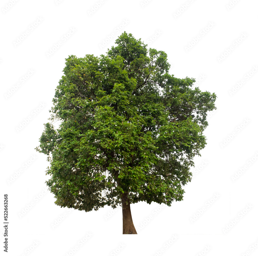 Obraz premium Tree that are isolated on a white background are suitable for both printing and web pages