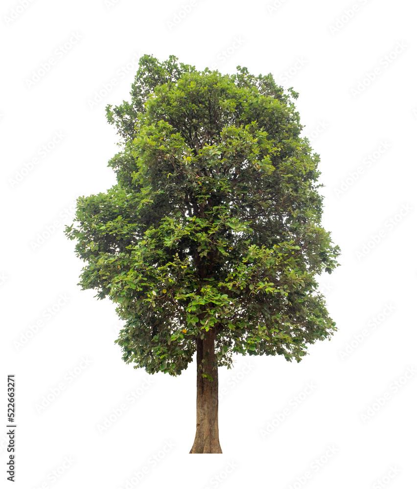 Fototapeta premium Tree that are isolated on a white background are suitable for both printing and web pages