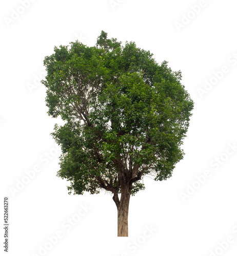 Tree that are isolated on a white background are suitable for both printing and web pages