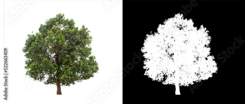 Tree on transparent picture background with clipping path, single tree with clipping path and alpha channel on black background