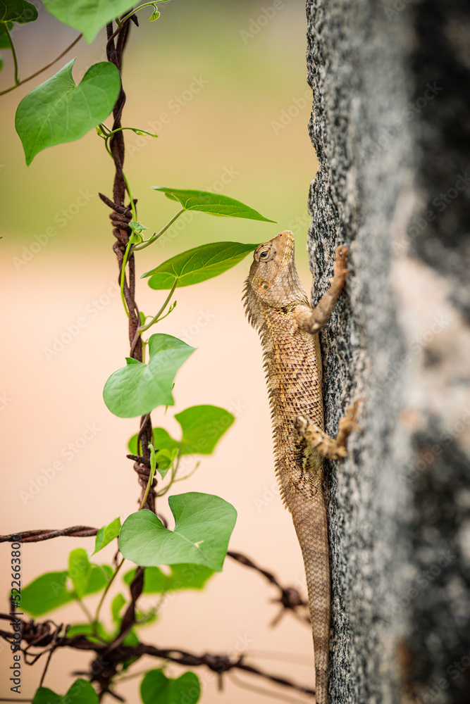 Fototapeta premium Indian Garden lizard in stone fence