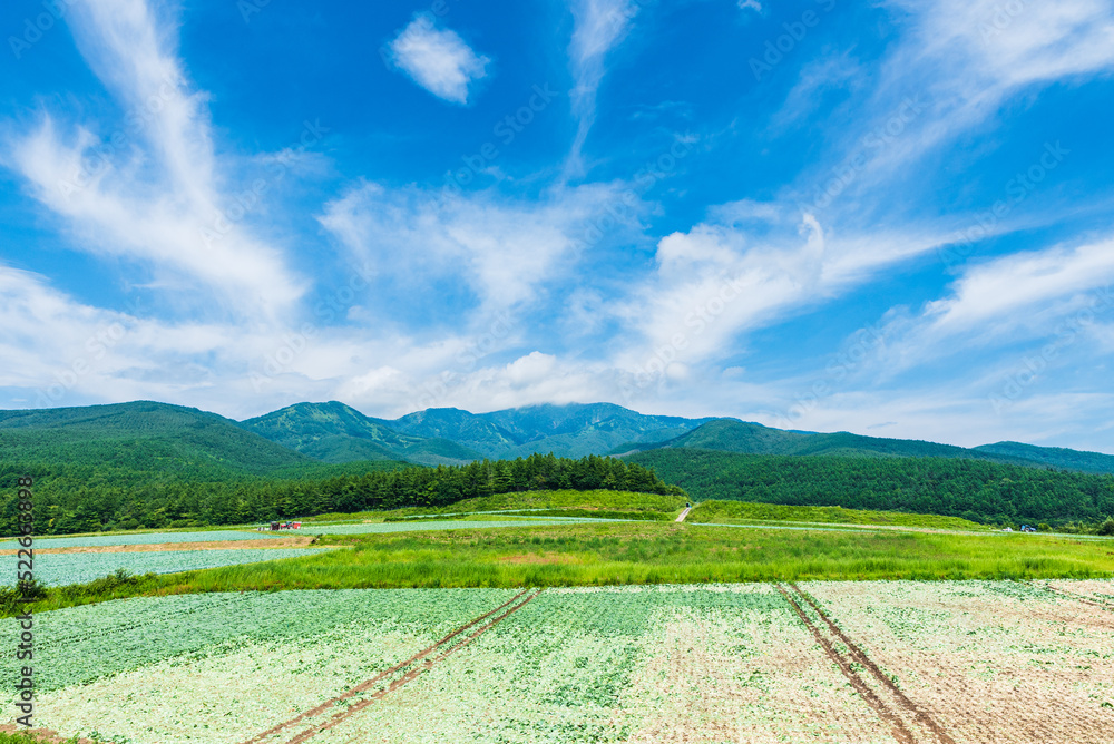 嬬恋高原の刈り取られたキャベツ畑