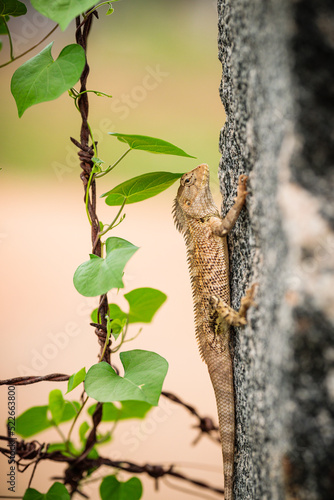 Indian Garden lizard in stone fence