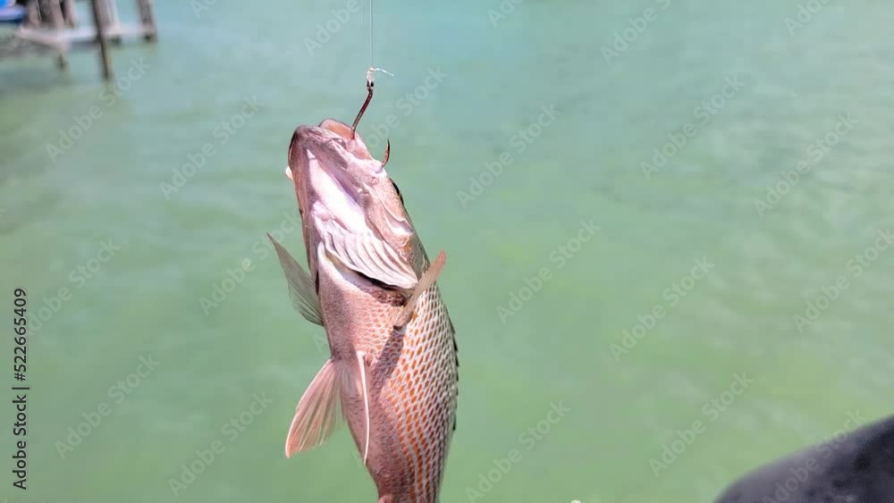 Mangrove Snapper On Hook Caught by Fisherman Dangles and Flopps over ...