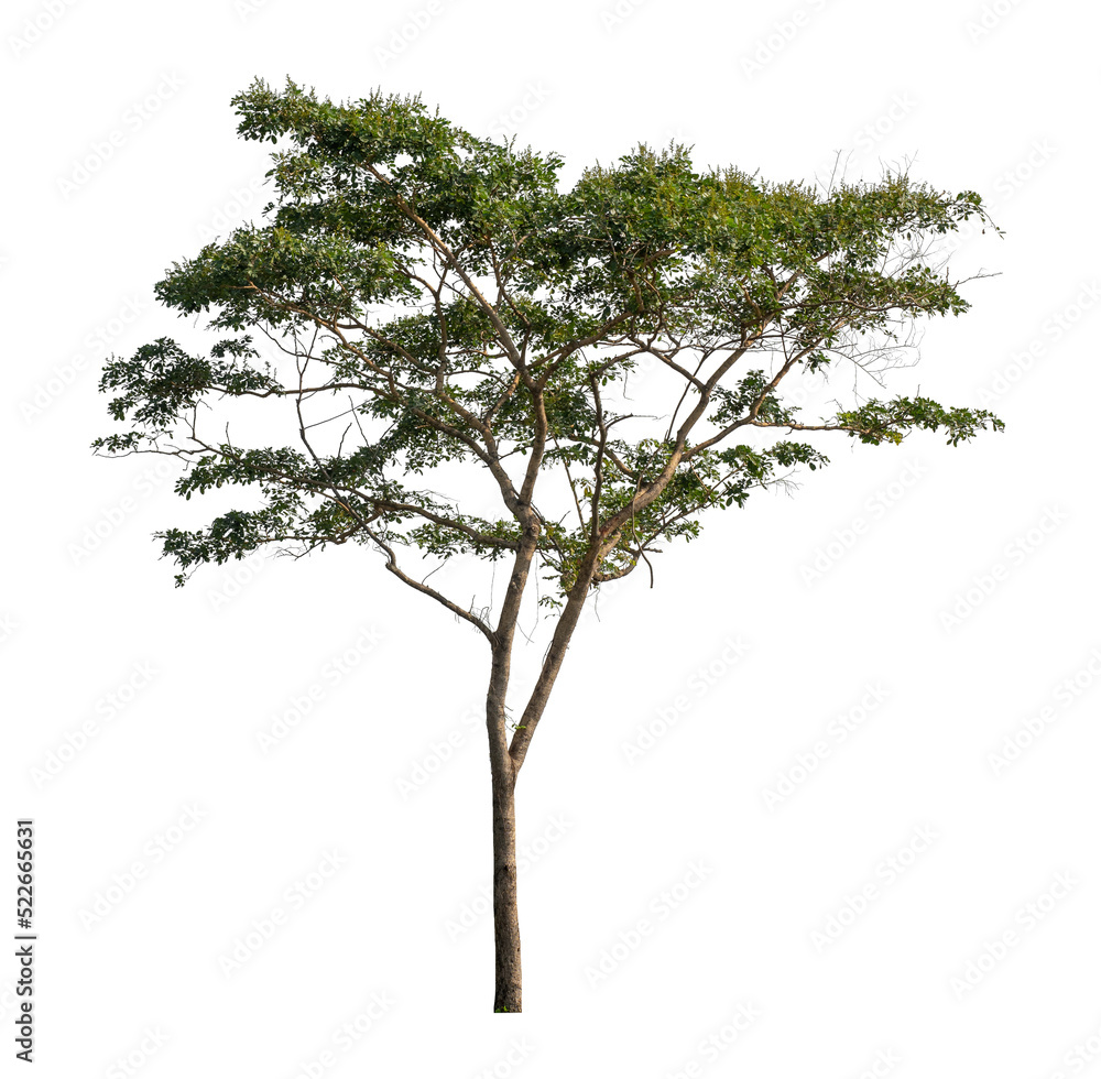 Tree that are isolated on a white background are suitable for both printing and web pages Tree that are isolated on a white background are suitable for both printing and web pages
