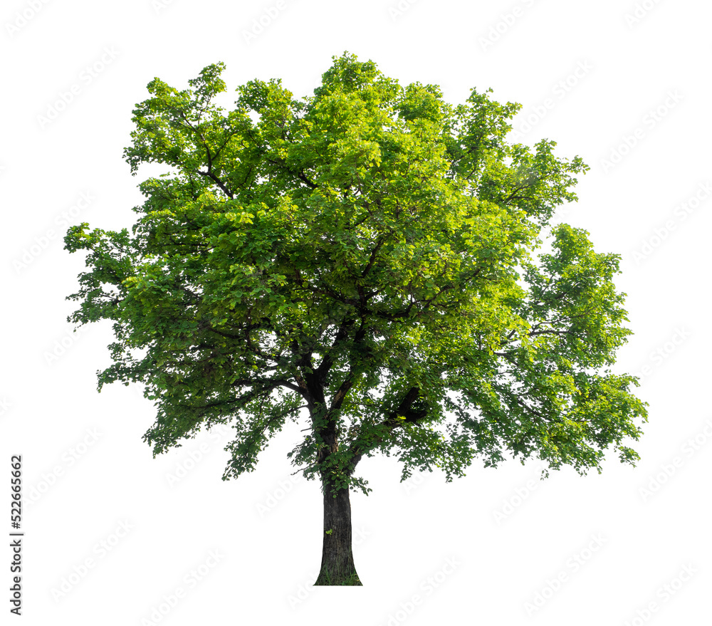 Obraz premium Tree that are isolated on a white background are suitable for both printing and web pages