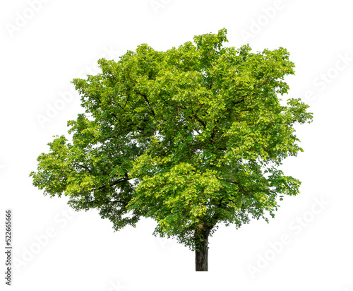 Tree that are isolated on a white background are suitable for both printing and web pages