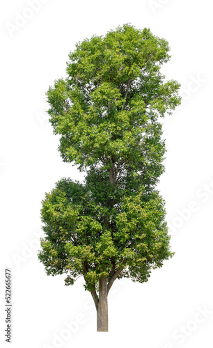 Tree that are isolated on a white background are suitable for both printing and web pages