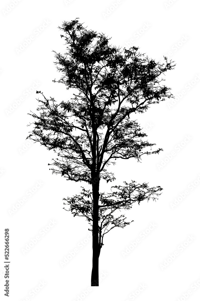 Obraz premium Tree silhouette for brush on white background.