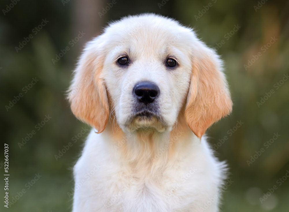 golden retriever puppy in summer. Young Pretty Golden Retriever Puppy Laying in Sun on Grass. 6 Week old Golden Retriever puppy golden retriever puppy in summer. Young Pretty Golden Retriever Puppy Laying in Sun on Grass. 6 Week old Golden Retriever puppy