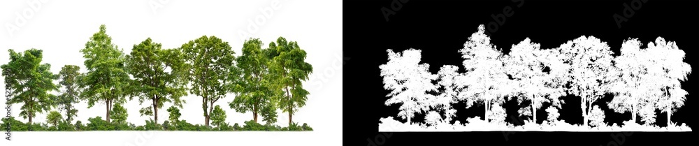 Green Trees isolated on white background.are Forest and foliage in summer for both printing and web pages with cut path and alpha channel on black background Green Trees isolated on white background.are Forest and foliage in summer for both printing and web pages with cut path and alpha channel on black background