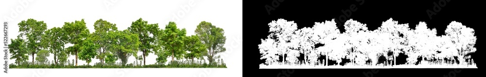 Green Trees isolated on white background.are Forest and foliage in summer for both printing and web pages with cut path and alpha channel on black background Green Trees isolated on white background.are Forest and foliage in summer for both printing and web pages with cut path and alpha channel on black background