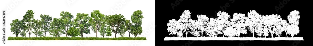 Green Trees isolated on white background.are Forest and foliage in summer for both printing and web pages with cut path and alpha channel on black background Green Trees isolated on white background.are Forest and foliage in summer for both printing and web pages with cut path and alpha channel on black background