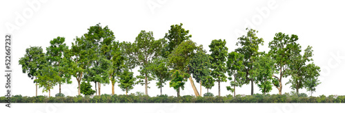 Green Trees isolated on white background.are Forest and foliage in summer for both printing and web pages with cut path and alpha