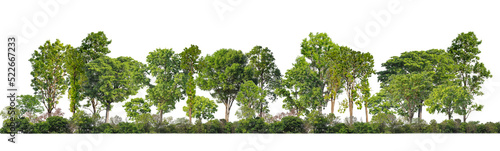Green Trees isolated on white background.are Forest and foliage in summer for both printing and web pages with cut path and alpha channel on black background