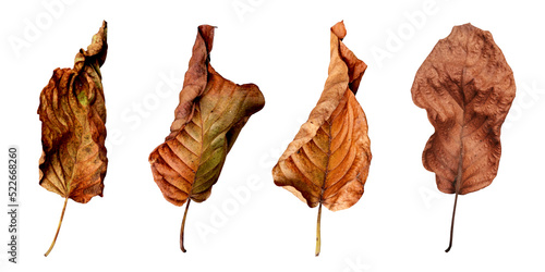 dry leaves on a white background