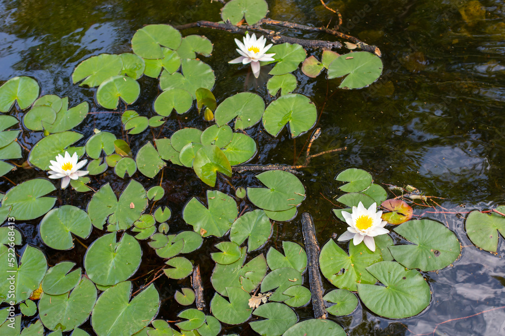 White lotus in nature, water lily blossom natural background White lotus in nature, water lily blossom natural background