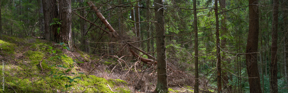 Trees in a forest landscape Trees in a forest landscape