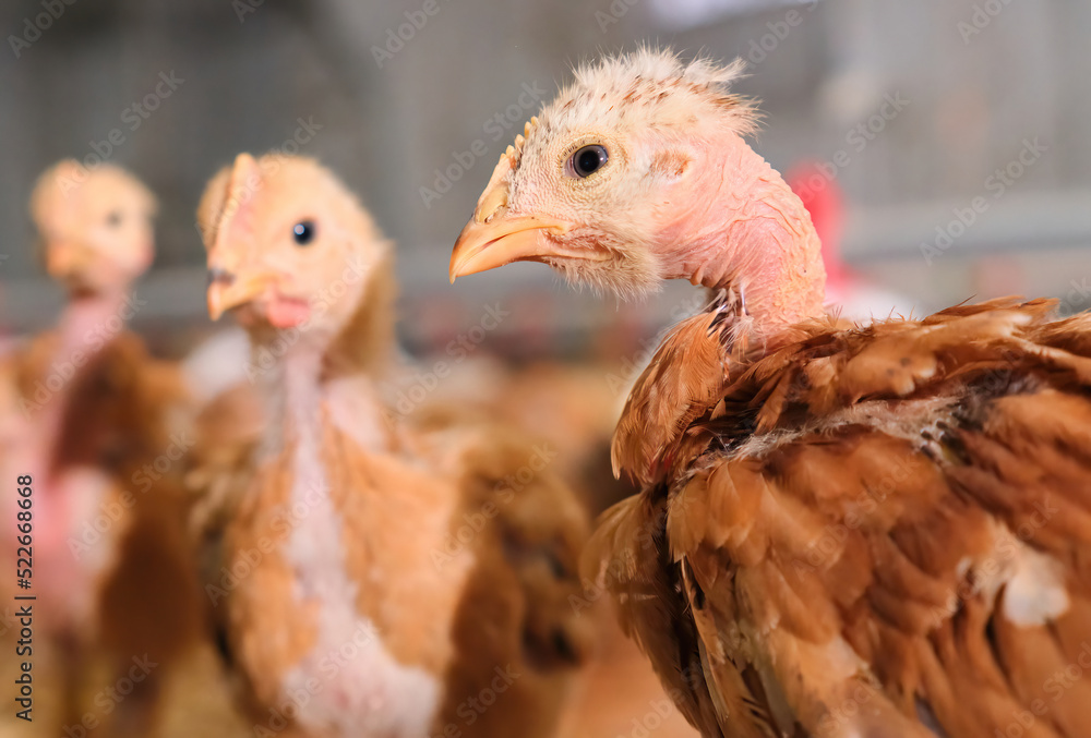 Fototapeta premium portrait red bare naked neck pullet Chicken poultry factory production farm 