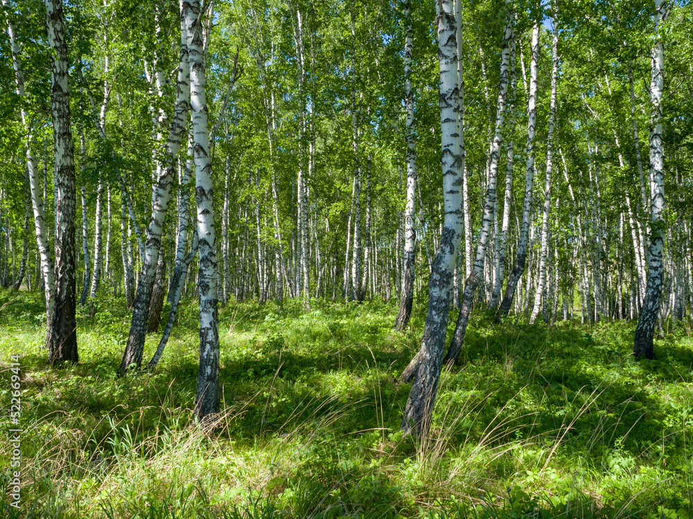 Fototapeta premium Birches in a green forest. A sunny day. Summer landscape