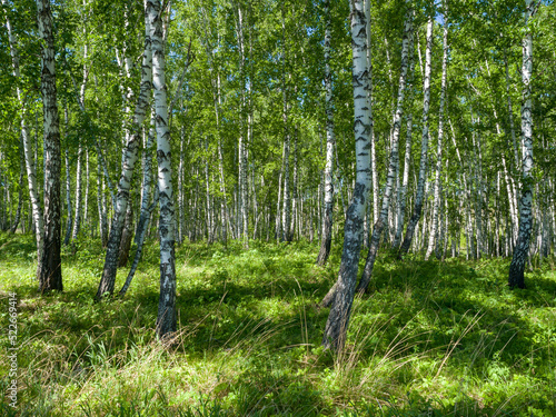 Fototapeta Naklejka Na Ścianę i Meble -  Birches in a green forest. A sunny day. Summer landscape