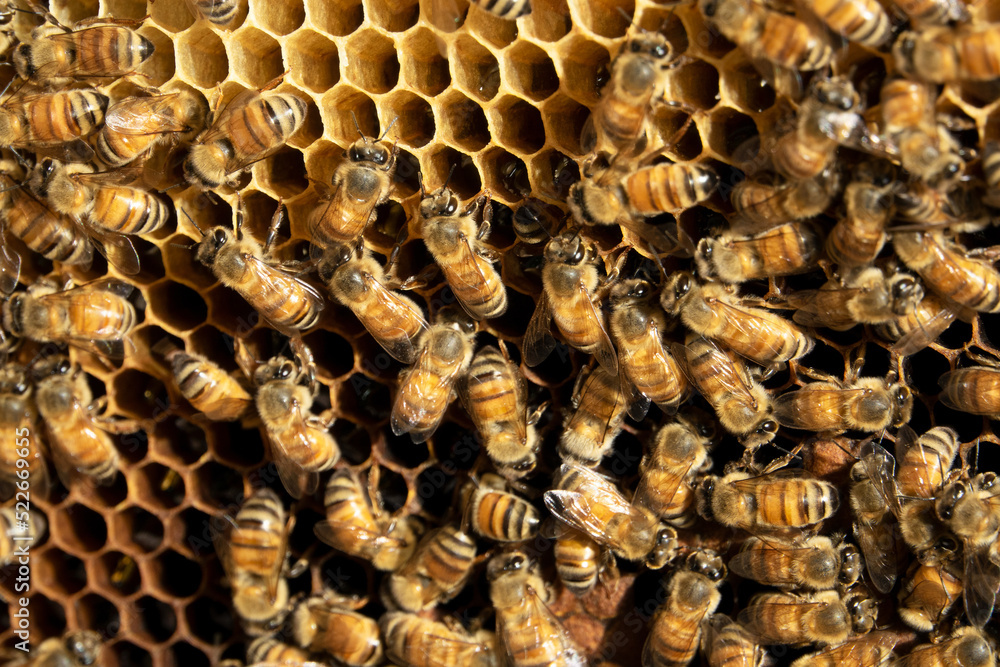 Close up view of the working bees on honeycells. Close up view of the working bees on honeycells.
