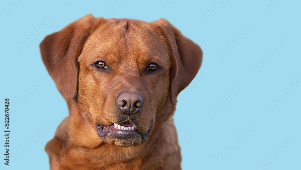 dog portrait retriever