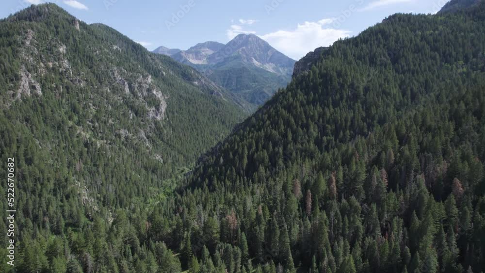 Pine Tree Forest on Wasatch Mountains in American Fork Canyon, Utah Pine Tree Forest on Wasatch Mountains in American Fork Canyon, Utah